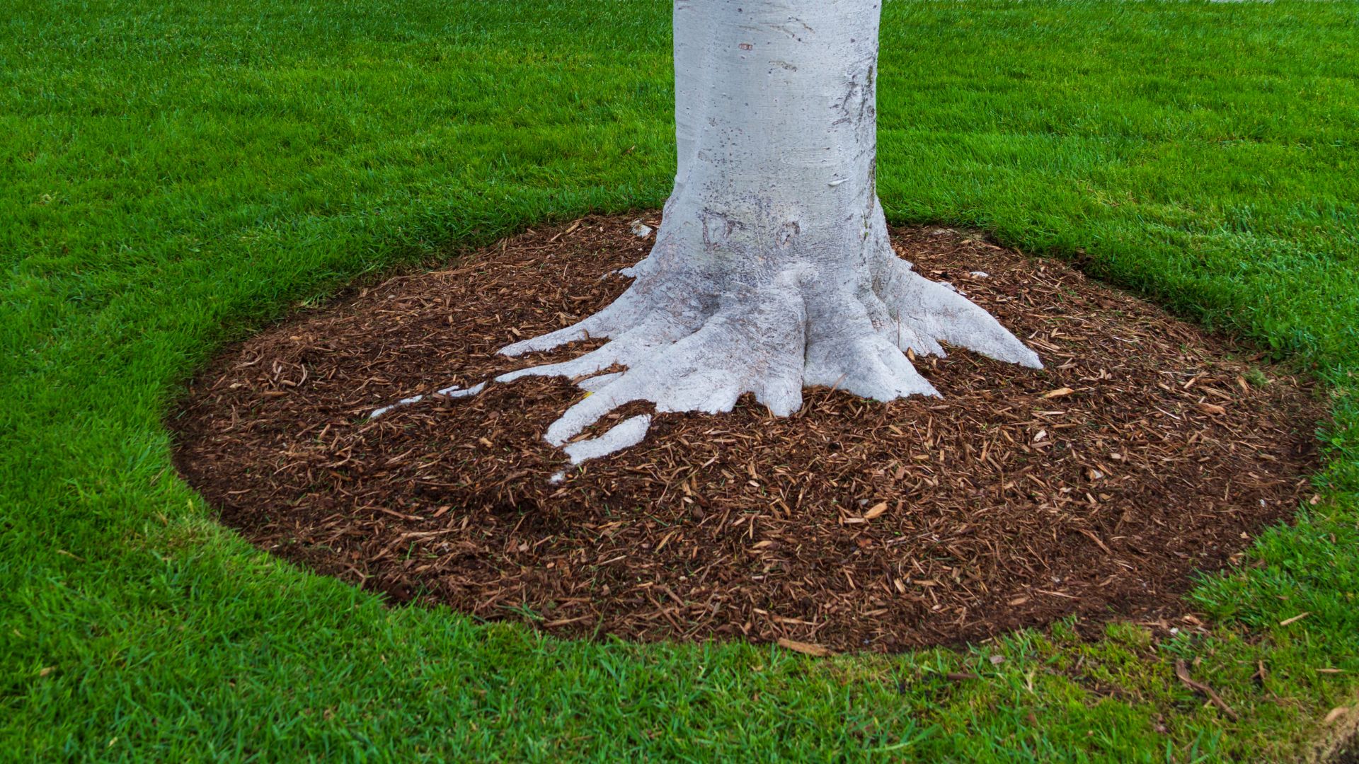 White tree trunk with exposed roots on brown mulch surrounded by green grass