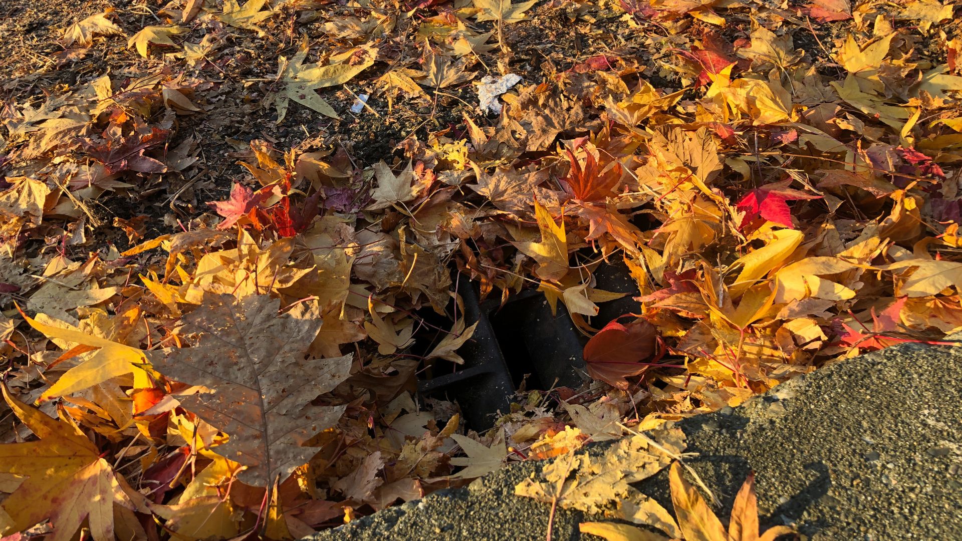 Autumn leaves in golden, red, and orange scattered on ground