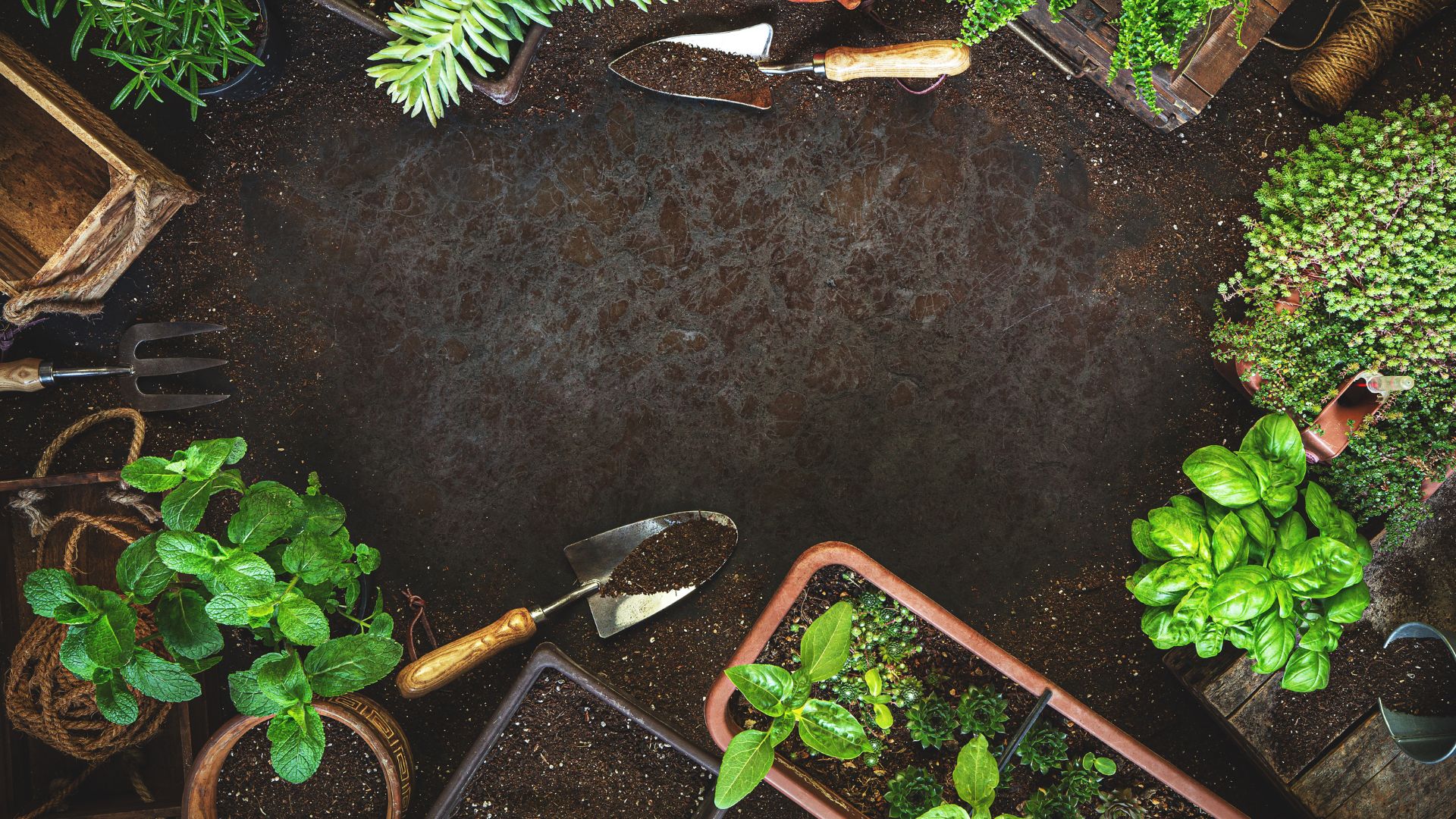 Gardening tools and potted herbs on dark soil background