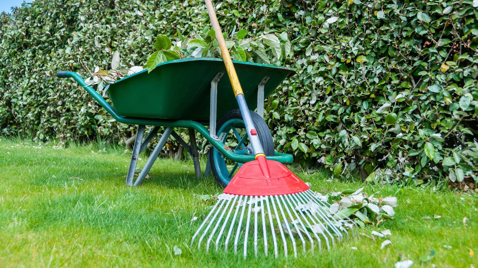 Green wheelbarrow and red rake on grass near leafy hedge for gardening