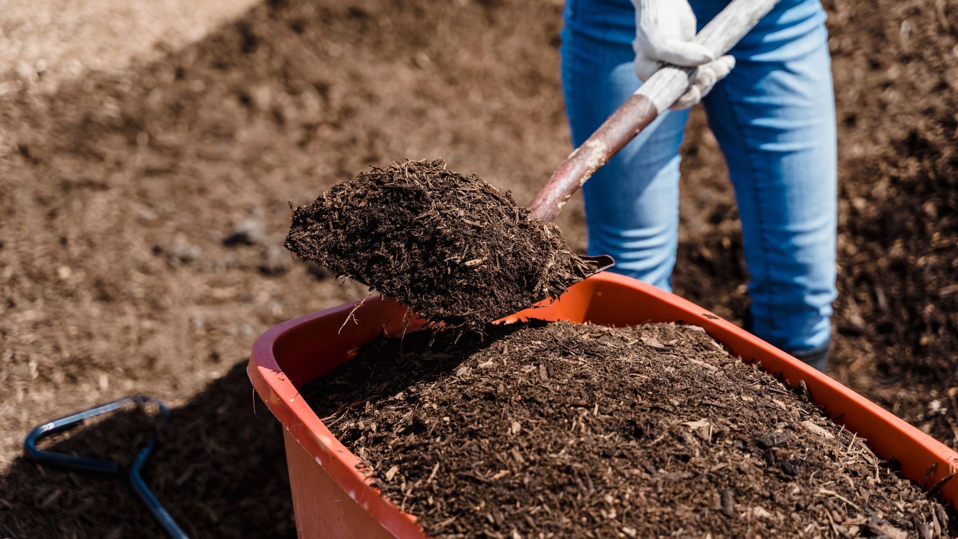 Gardener shoveling rich, dark soil into a red wheelbarrow
