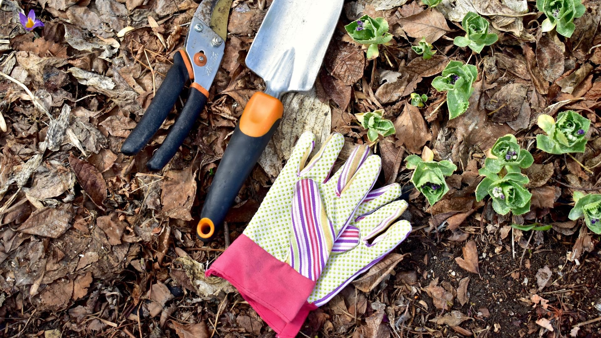 Gardening tools, gloves, and young plants on a bed of fallen leaves