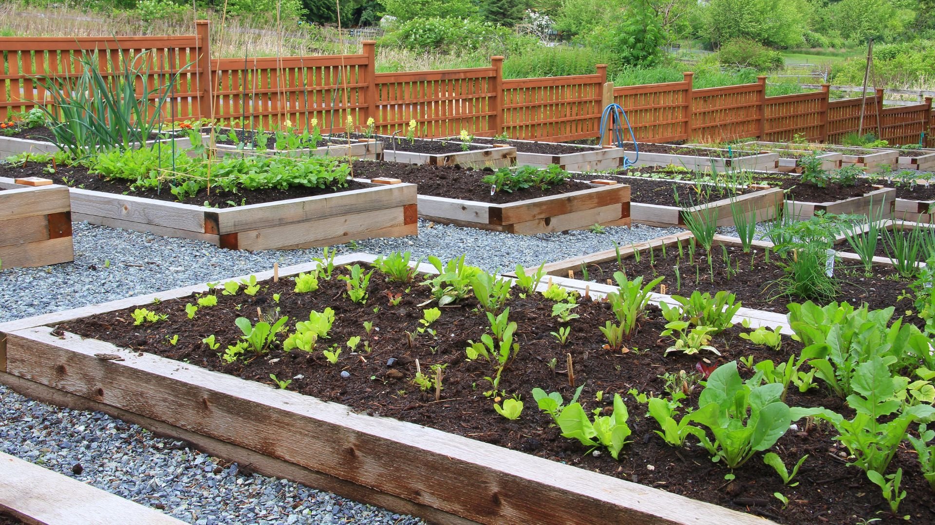 Wooden raised garden beds with young green plants and gravel pathways