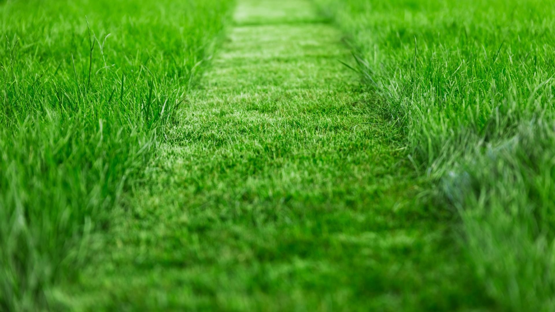 Freshly mowed lawn with a clear cutting path through vibrant green grass